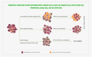 Cancer Stem Cells - Floral Design