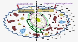 Model Showing Effect Of Ionizing Radiation Alone And - Radiobiological Effects Of Ionizing Radiation