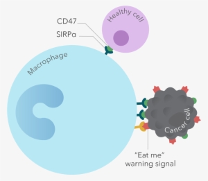 Cancer Cells Abuse A “don't Eat Me” Signal, Called - Cd47