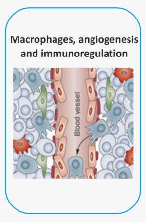 Image Macrophages Angiogenesis - Pro Angiogenic Macrophages Genes