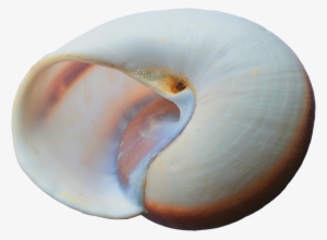 White Seashell In The Form Of A Semicircle - Seashell