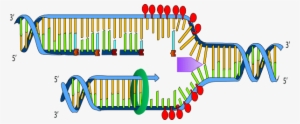Dna Replication Clipart 3 By James - Ligase In Dna Replication Transparent