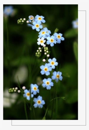 Or If You Are Outside Bangalore, You Can Order Flowers - Forget Me Not Flower Phone