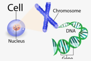 Clip Art Stock Chromosome Drawing Gene Dna - Nucleus Dna Chromosomes Genes