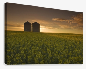 Bloom Stage Canola Field With Grain Bins In The Background,