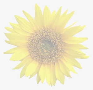 Framed Art For Your Wall Isolated Graphic Sun Flower - Transparente Girassol Png