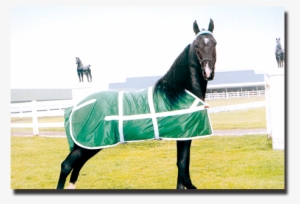 Kelly Green & White Classic Show Sheet And Matching - Stallion