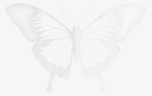 Black-white Butterflies - Aporia Crataegi
