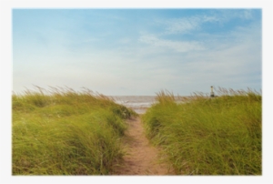 Sand Path Over Dunes With Beach Grass Poster • Pixers® - Dirt Road