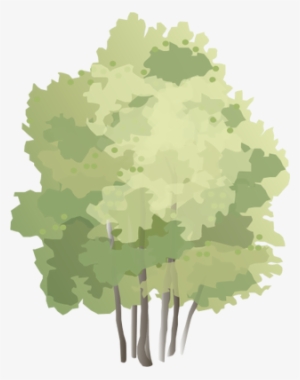 Ian Symbol Populus Tremula - Watercolour Shrub Png