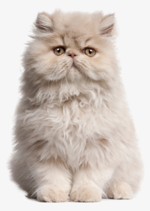 Their Popularity Wasn't Just With The Public Either, - Persian Fluffy Cat