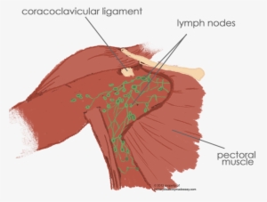 The Removal Of The Breast From A Female Reproductive - Removed Female Reproductive System