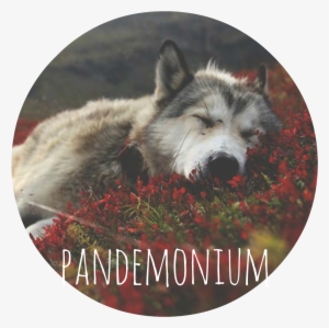 Pandemonium Banner - Quiet Dog Round Wall Clock Cool Home Arabic Numbers