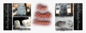 Pure Royalty Persians - British Longhair