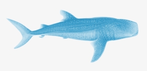 Whale Shark Scientific Illustration