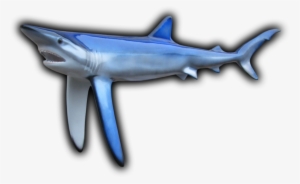 Blue Shark Fish Mount - Fish Shark