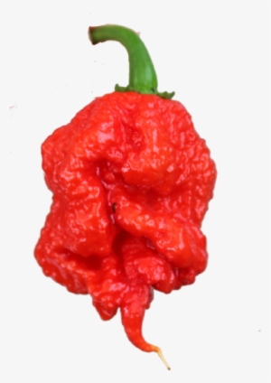 Carolina Reaper