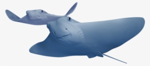 Cownose Stingray - Inflatable