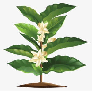 Blooming Coffee Plant - Coffee Plant Png
