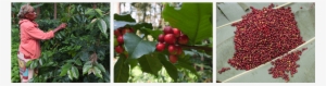 Creating The Right Conditions For Coffee Trees Is Not - Hollyleaf Cherry