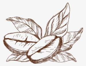 Coffee - Coffee Plant Drawing Png