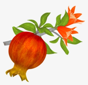 Moss Vector Watercolor - Pomegranate Clip Art
