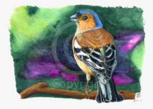 Chaffinch - Drawing