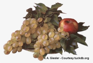 Still Life A Giesler Tuckdb Org 495 × - Ceylon Gooseberry