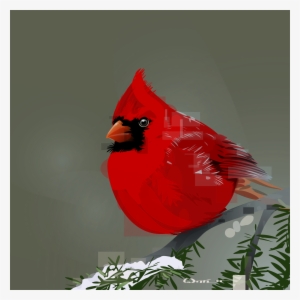 Cardinal - Northern Cardinal