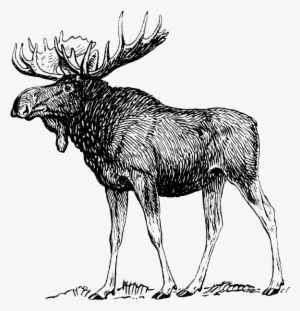 Moose Pictures To Print - Moose Drawing