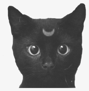 Cat Cute Black And White My Edit Personal Moon Edit - Black Cat Png