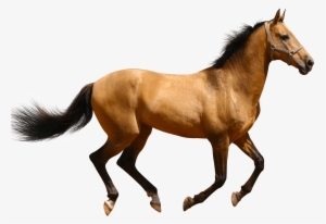 Horse Running Brown Sideview - Horse Transparent