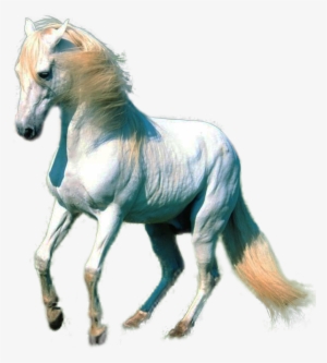 White Horse Images Png