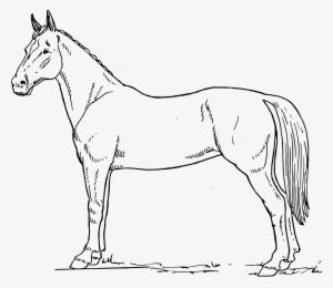 Line Clipart Horse - Horse Drawing Black And White
