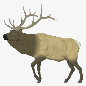Moose, Large, Body, Animal, Mammal, Antlers - Elk Clip Art Free