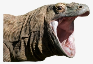 Animalkomodo Dragon