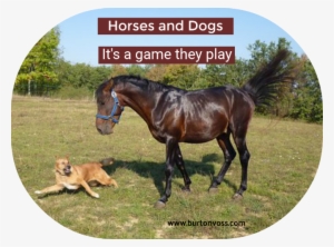 Dogs And Horses - Horseback Dog Free