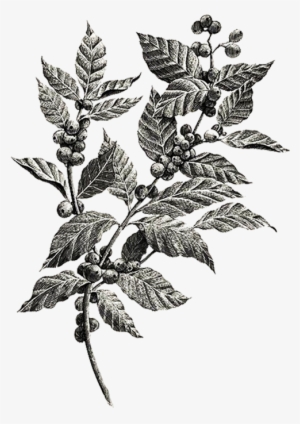 Coffee Plant 1080 - Coffee Plant Tattoo