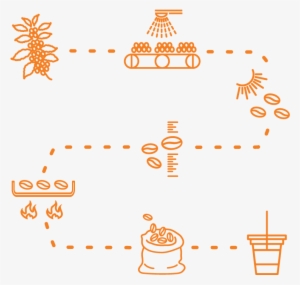 Orange Illustrations Of Coffee Process Coffee Bean - Coffee Farm To Cup
