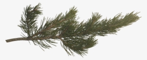 Picture - Pine Tree Branch Png