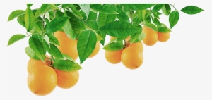 Orange - Orange Tree Leaf Png