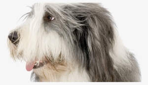 Don't Be A Fool, Keep Your Pets Cool - Bearded Collie Training Guide Bearded Collie Training