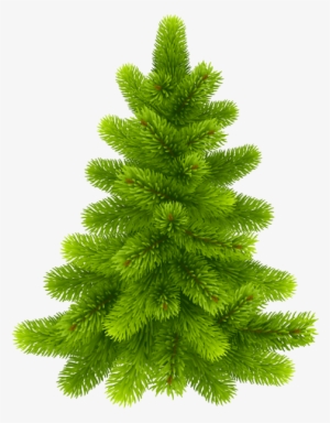 Free Png Pine Tree Png Images Transparent - Actual Christmas Tree Png
