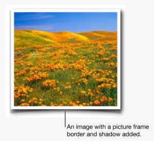An Image With A Picture Frame Border And Shadow Added - Ca Golden Poppies
