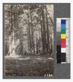 Secondgrowth Redwood Yield Study - Birch
