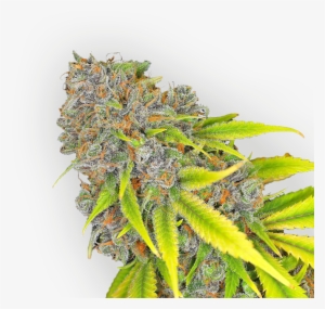 Cannabis Bud - Cannabis