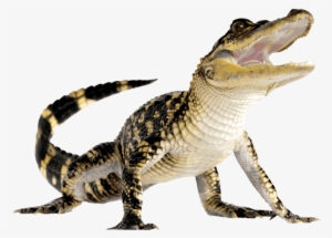 Animals - Reptiles - Alligator Png