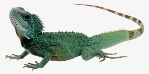 Lizard Png - Como Es El Cuerpo De Los Reptiles