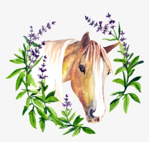 Sage By Nature - Sorrel