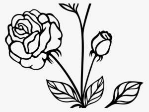 White Rose Clipart Phool - Transparent Flower Black And White
